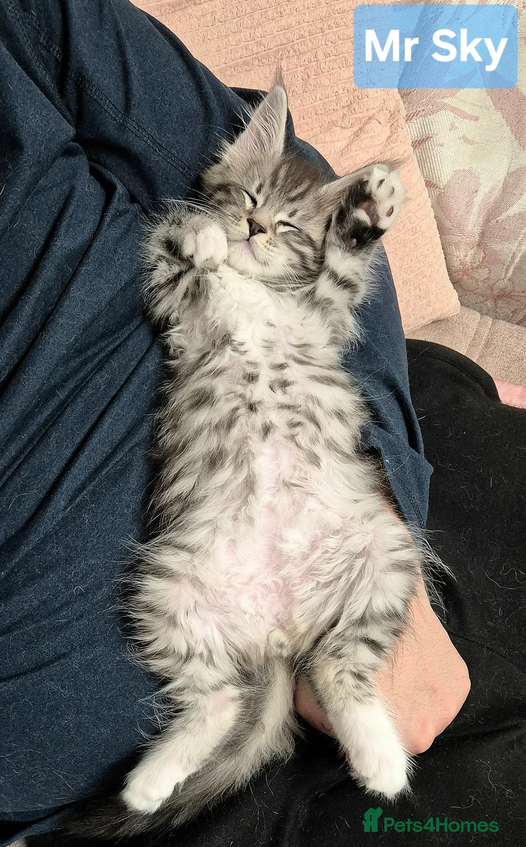 Maine Coon cats for sale: 🎀 Outstanding GCCF Pedigree Maine Coon Kittens  - Advert 14