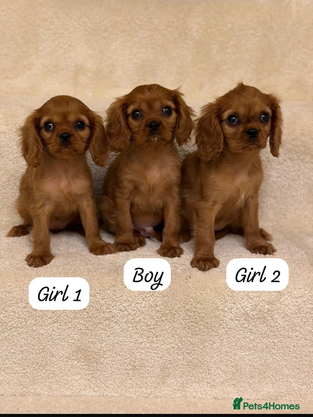 Cavalier King Charles Spaniel dogs for sale: Cavalier King Charles puppy 1 boy 2 girls left  - Advert 2