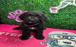Mixed Breed dogs for sale: F1 Saint Berdoodles - Image 33