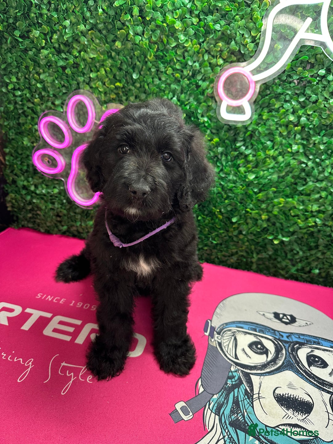 Mixed Breed dogs for sale: F1 Saint Berdoodles - Image 33