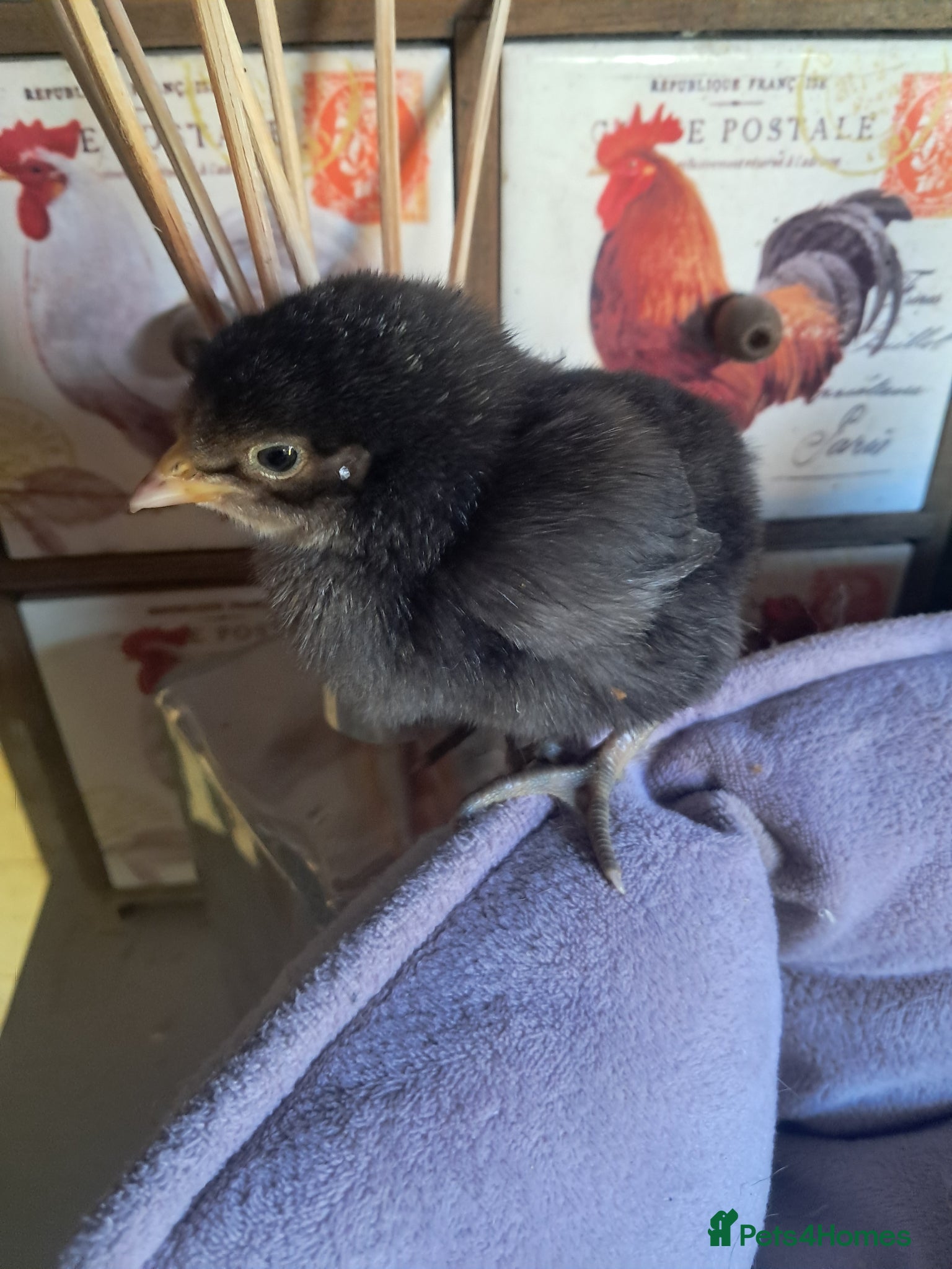 Chickens poultry Pure bred chicks/hatching eggs  - Advert 2