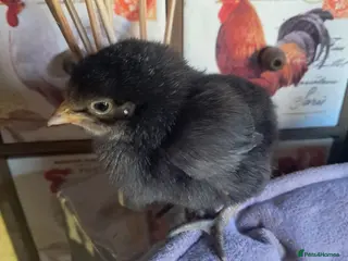 Chickens poultry Pure bred chicks/hatching eggs - Advert 1