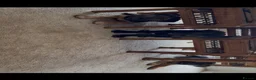Cane Corso dogs for sale: BEAUTIFUL CANE CORSO puppies. PROTECTION+FAMILY - Advert 14