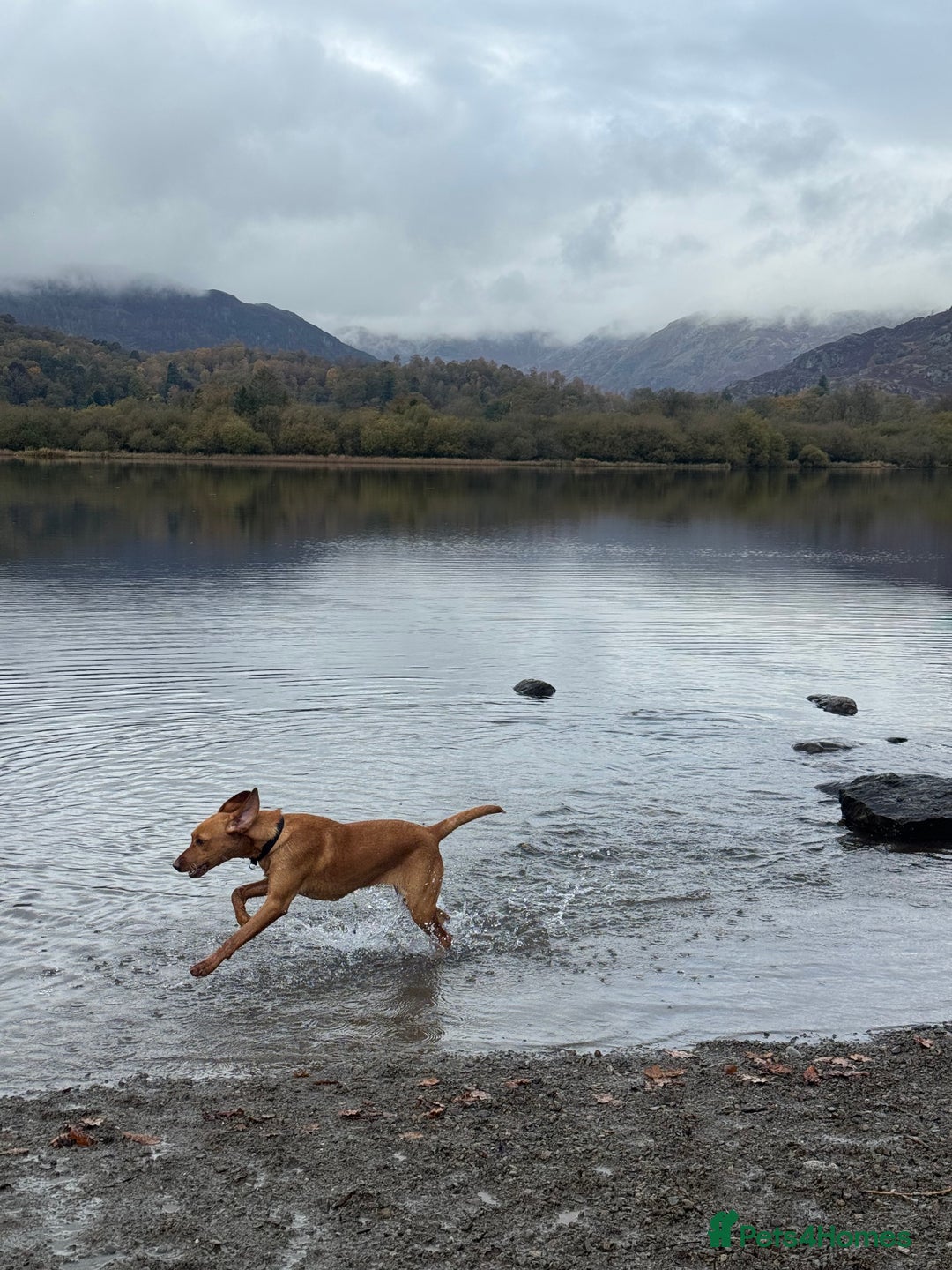 Labrador Retriever dogs for sale: Pedigree fox red Labrador  - Advert 3