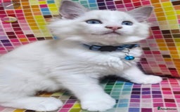 Ragdoll cats for sale: Ragdollkittens health tested gccf/tica parents  - Image 4