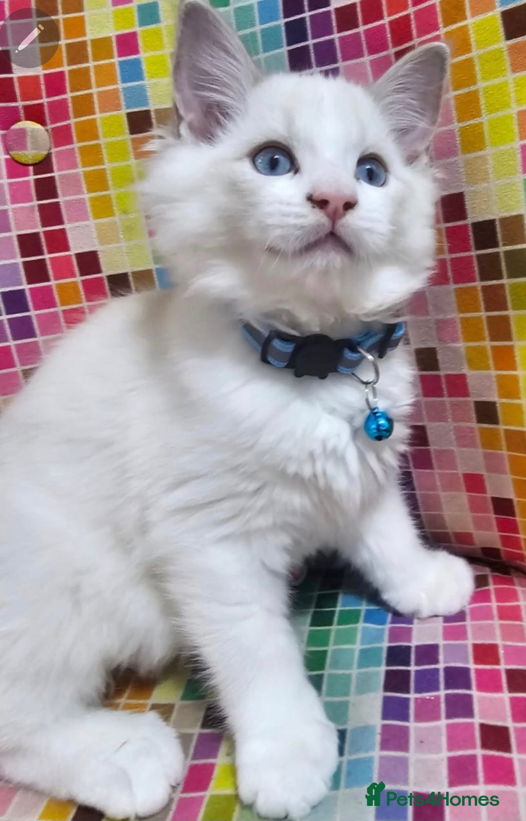 Ragdoll cats for sale: Ragdollkittens health tested gccf/tica parents  - Image 4