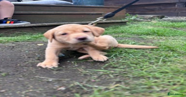 Labrador Retriever dogs - Advert 7