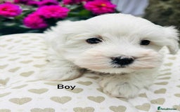 Maltipoo dogs for sale: F1 white Maltipoo puppies  - Image 7