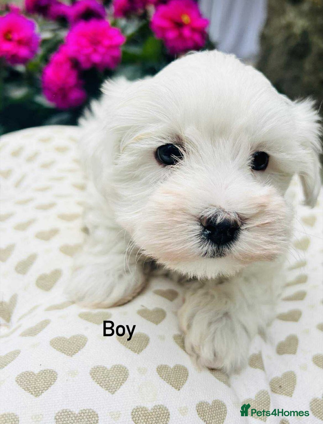 Maltipoo dogs for sale: F1 white Maltipoo puppies  - Image 7