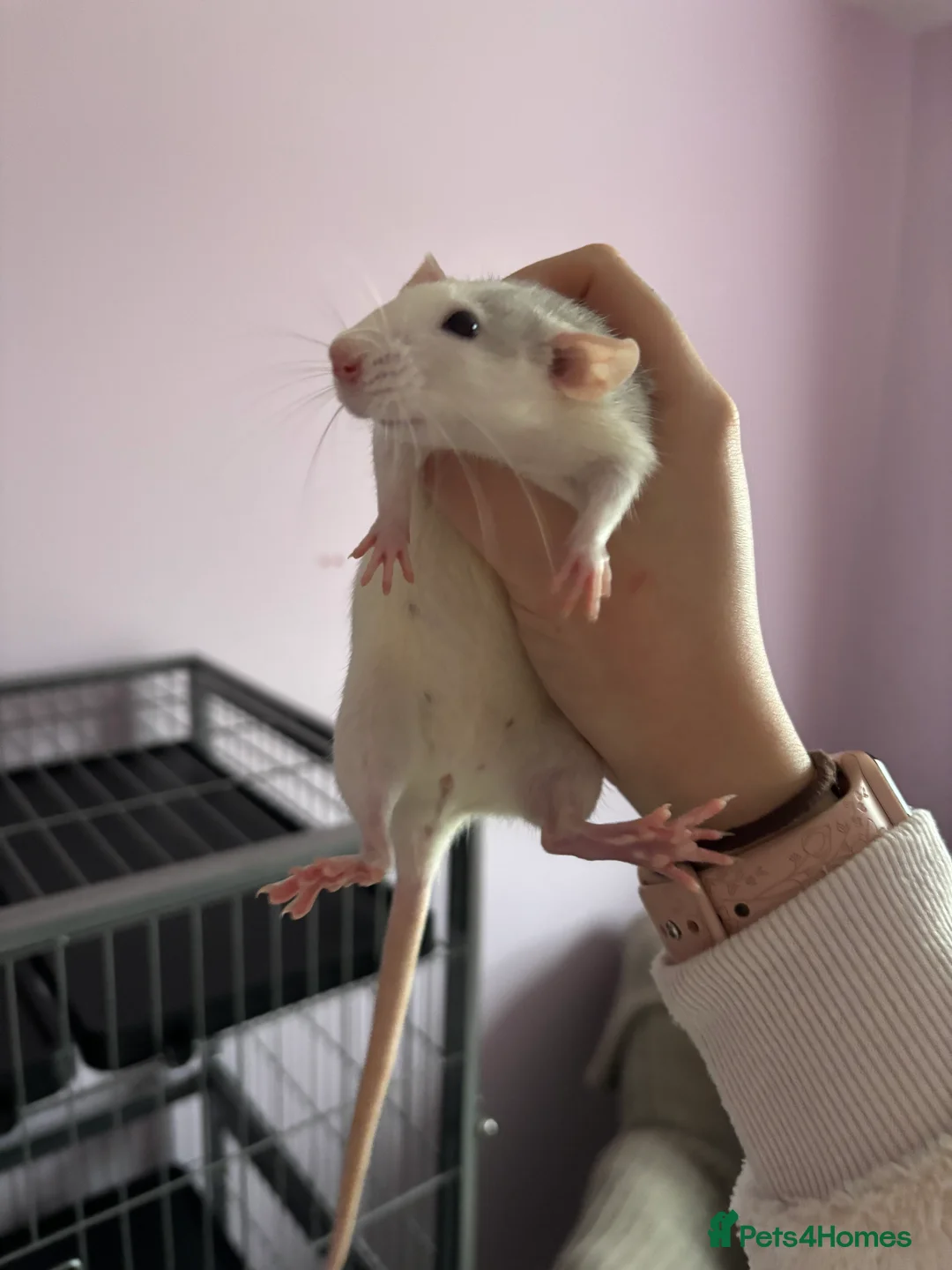 Rat rodents for sale: 3 female dumbo rats - Advert 5