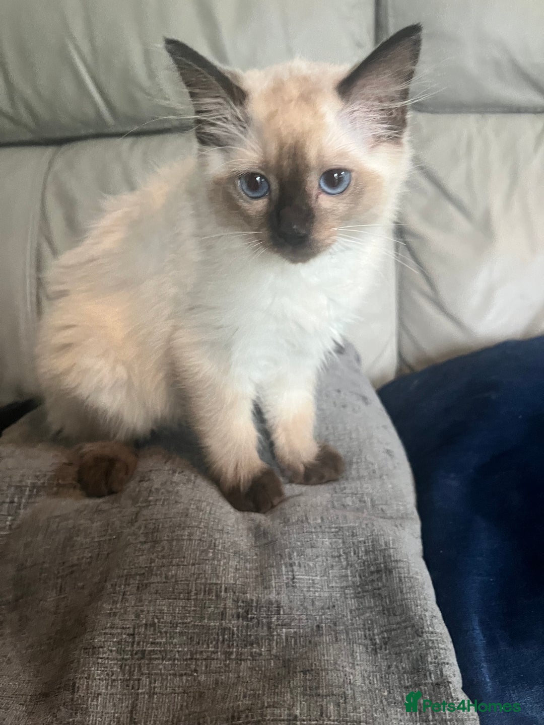 Ragdoll cats for sale: Rag doll kittens  - Image 2