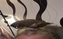 Parrots birds for sale: Patagonian conure - Image 7
