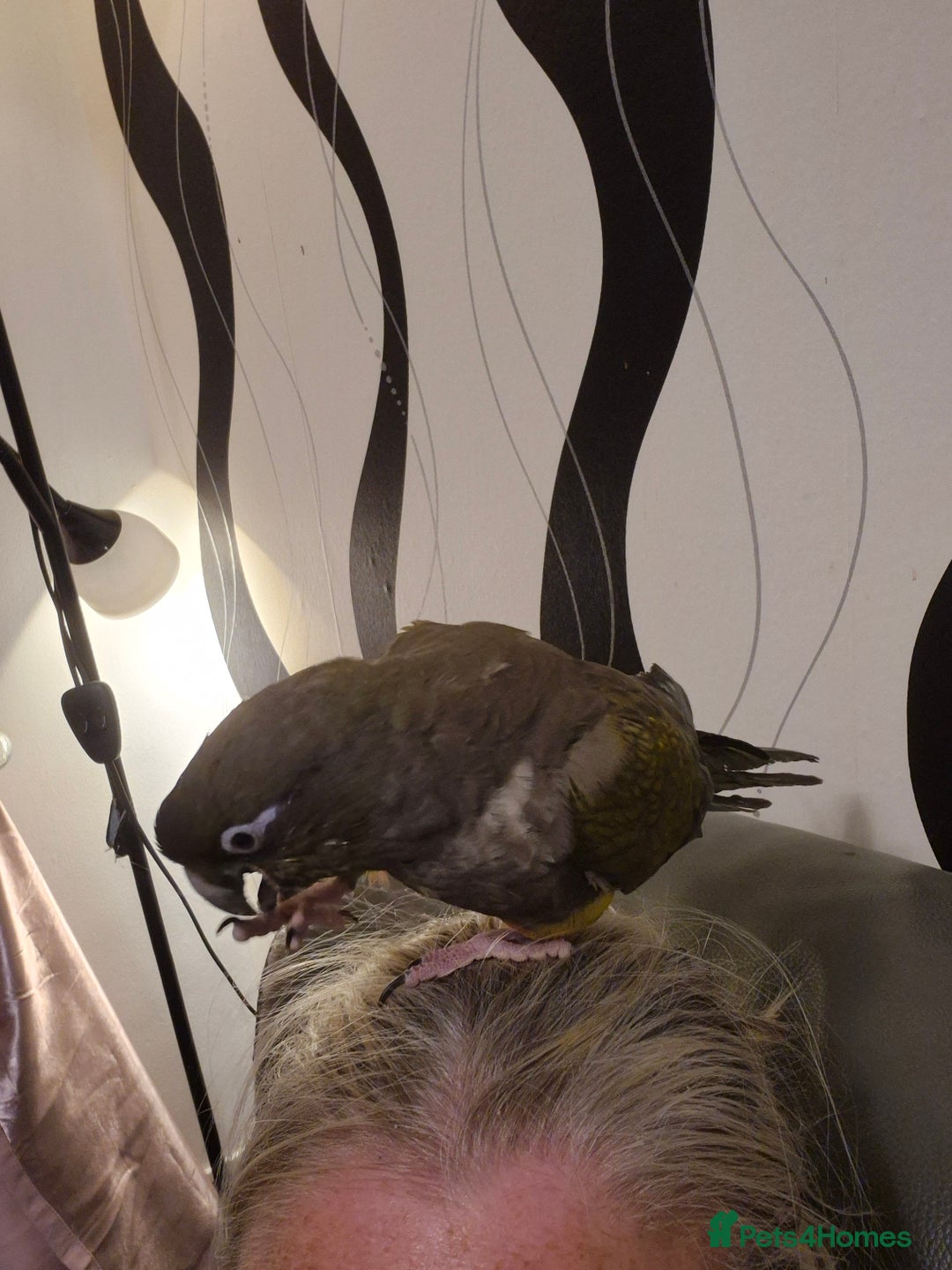 Parrots birds for sale: Patagonian conure - Image 7