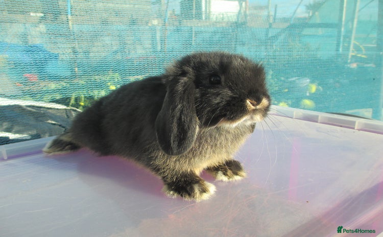 Mini Lop rabbits - Advert 1