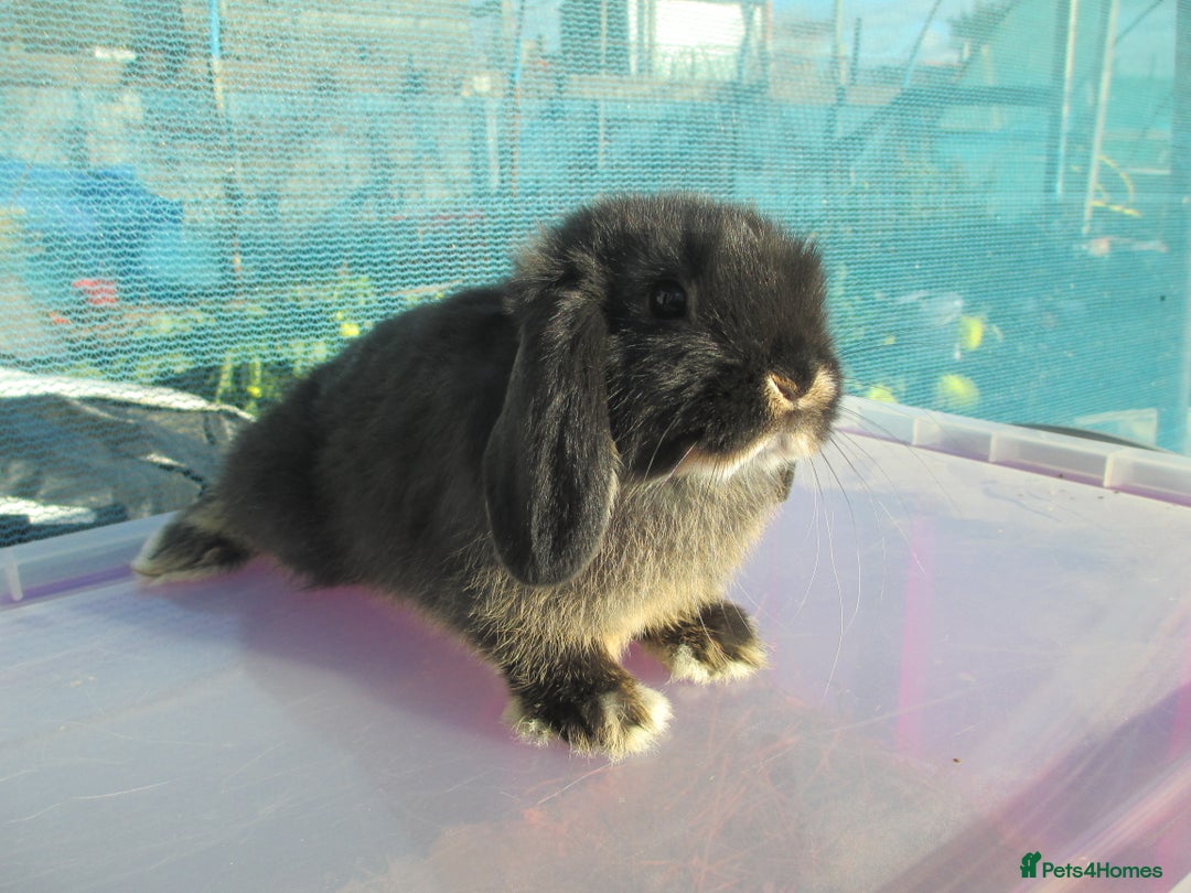 Mini Lop rabbits for sale: 2 Baby Mini Lops - Image 3