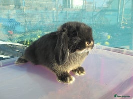 Mini Lop rabbits - Advert 15