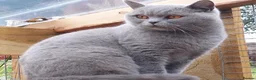 British Shorthair cats for sale: BLUE GCCF REGISTERED QUEEN - Advert 2
