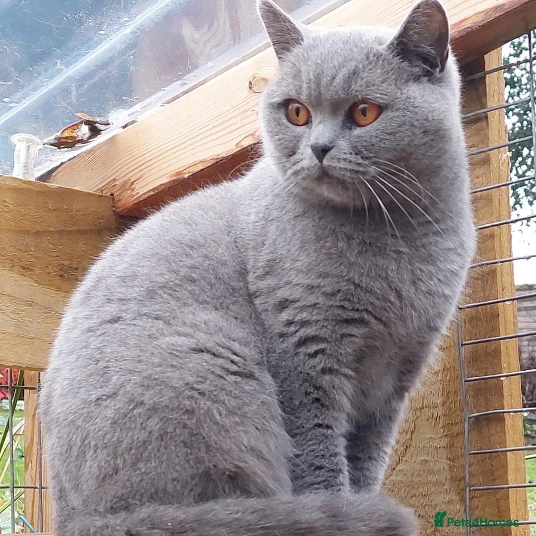British Shorthair cats for sale: BLUE GCCF REGISTERED QUEEN - Advert 2