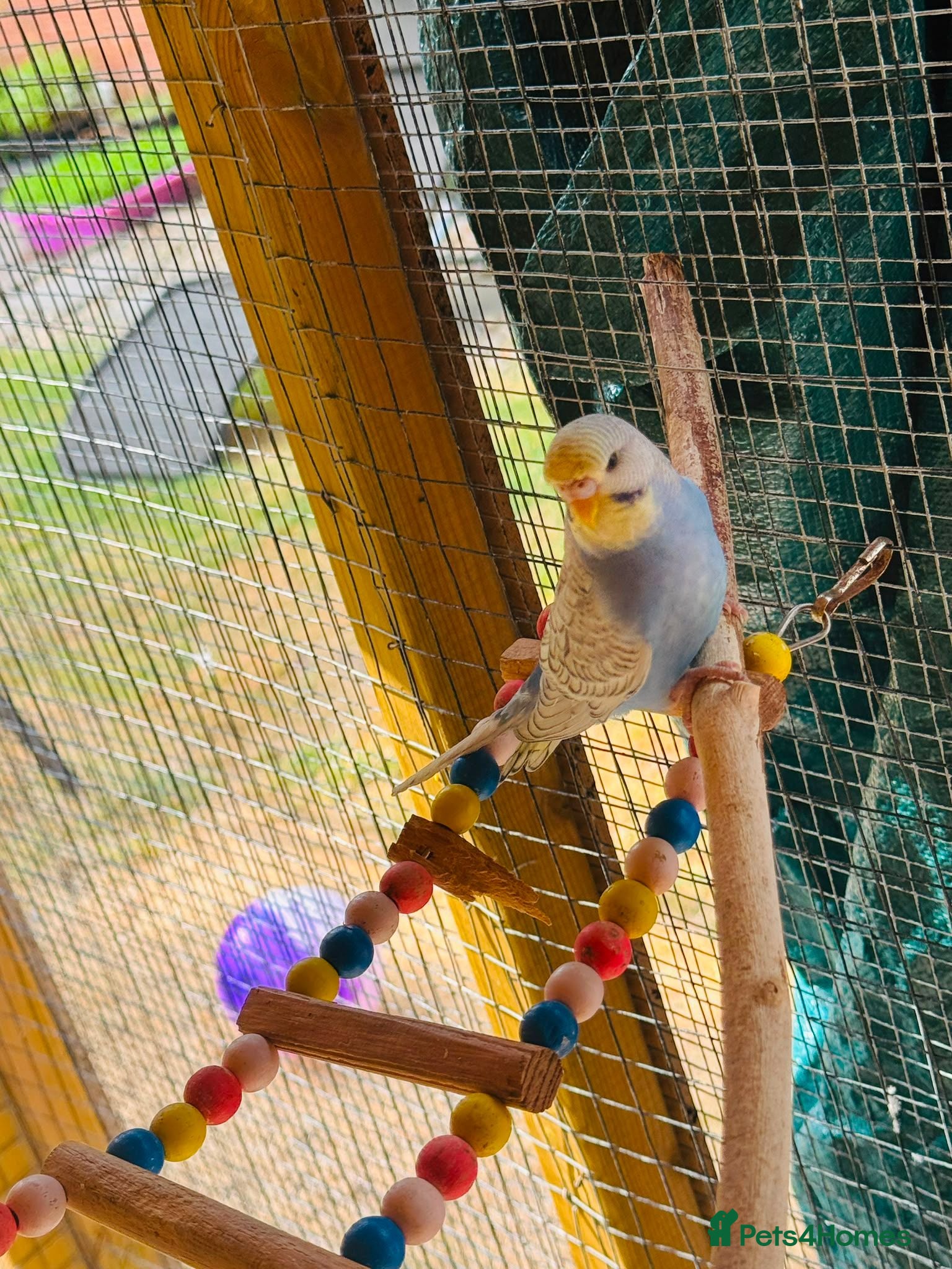 Budgerigars birds Budgie baby bird for 35 - Advert 2