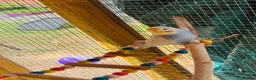 Budgerigars birds for sale: Budgie baby bird for 35 - Advert 2