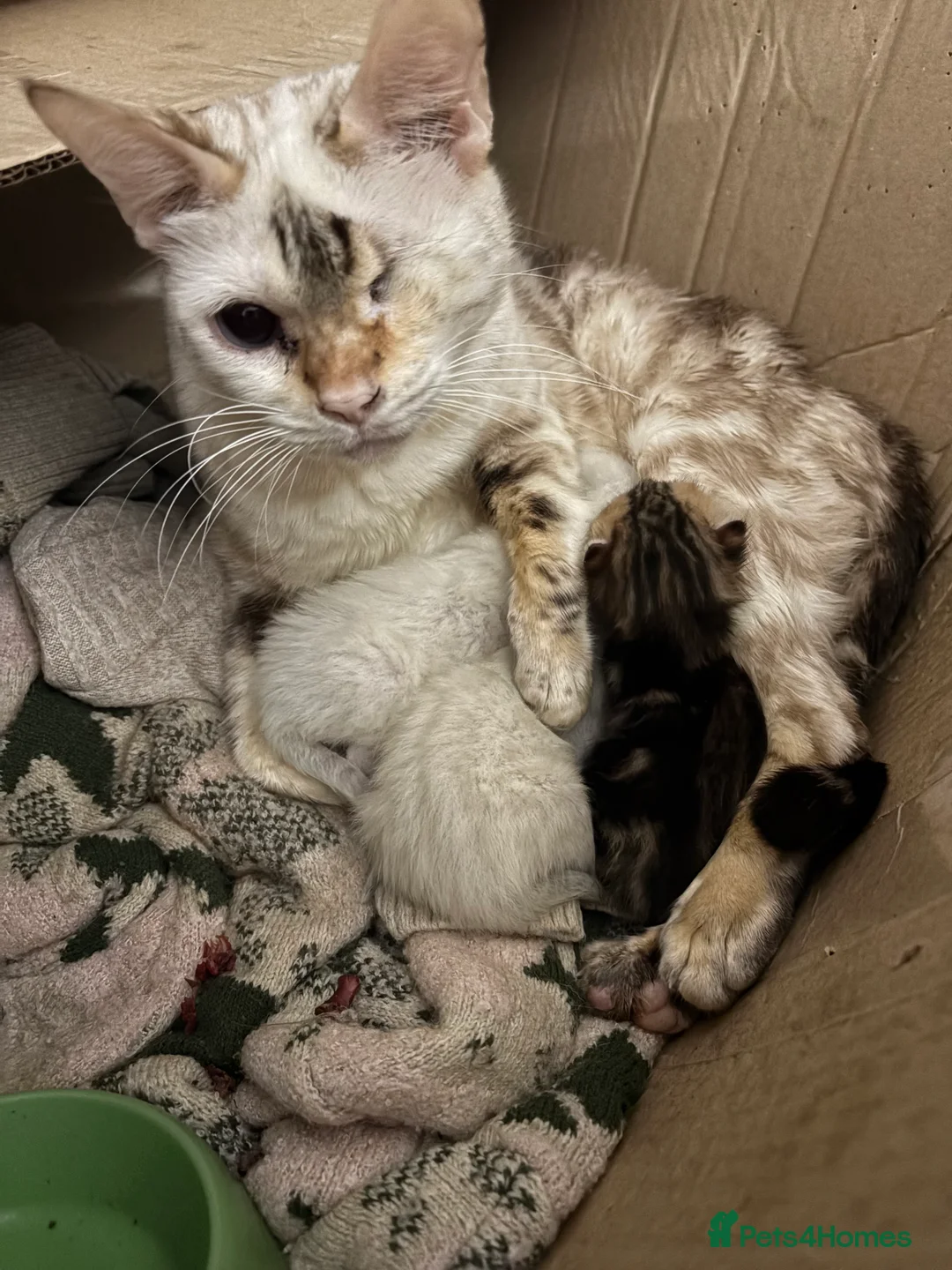 Bengal cats for sale: Snow spotted seal lynx bengals - Advert 2