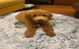 Mini Goldendoodle dogs for sale: Beautiful gentle Goldendoodle Girl - Image 2