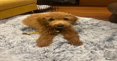Mini Goldendoodle dogs - Advert 5