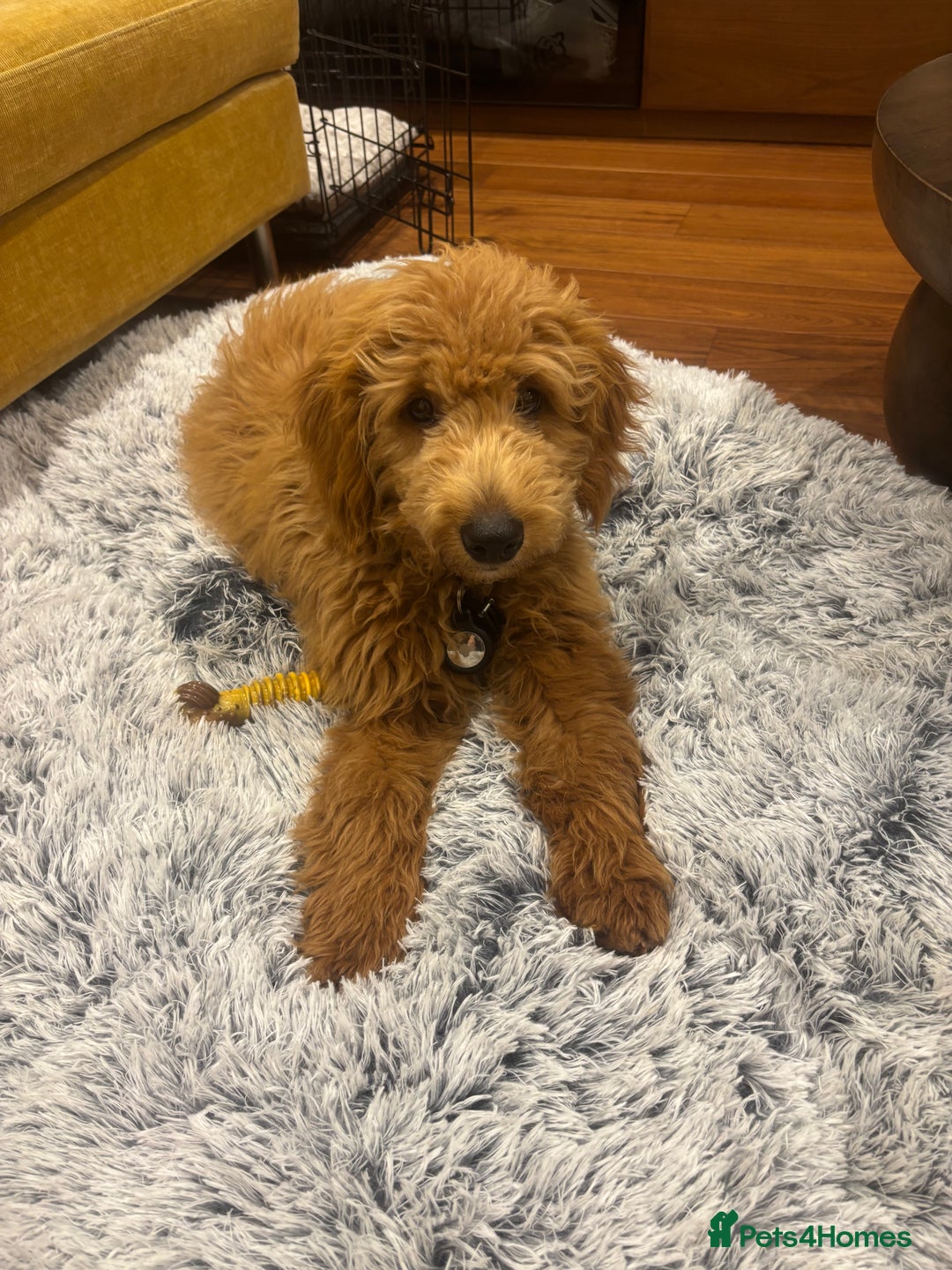 Mini Goldendoodle dogs for sale: Beautiful gentle Goldendoodle Girl - Image 2