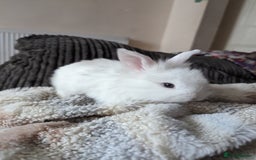 Mini Lion Lop rabbits for sale: Lion/lop bunnies  - Image 13
