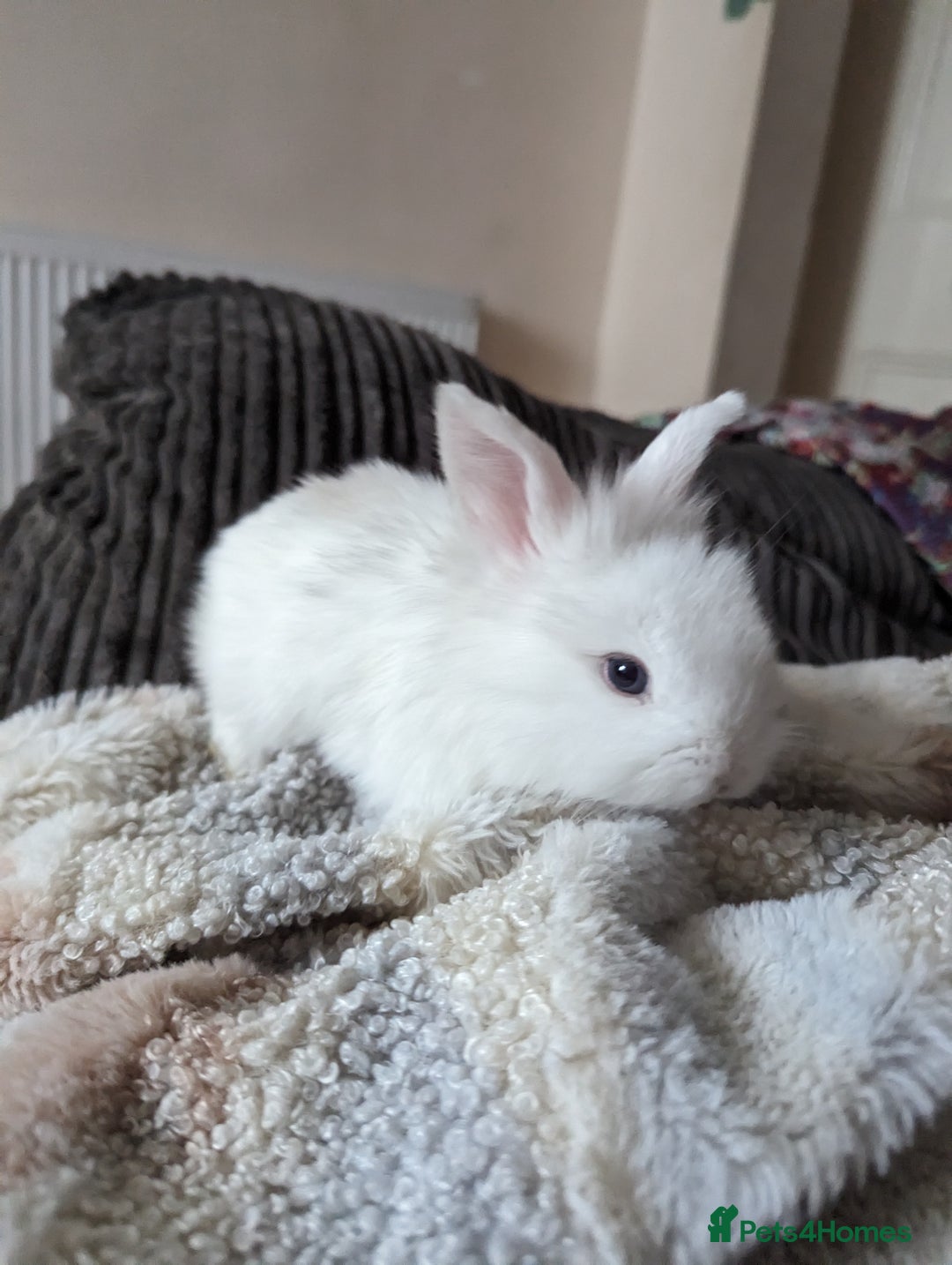 Mini Lion Lop rabbits for sale: Lion/lop bunnies  - Image 13
