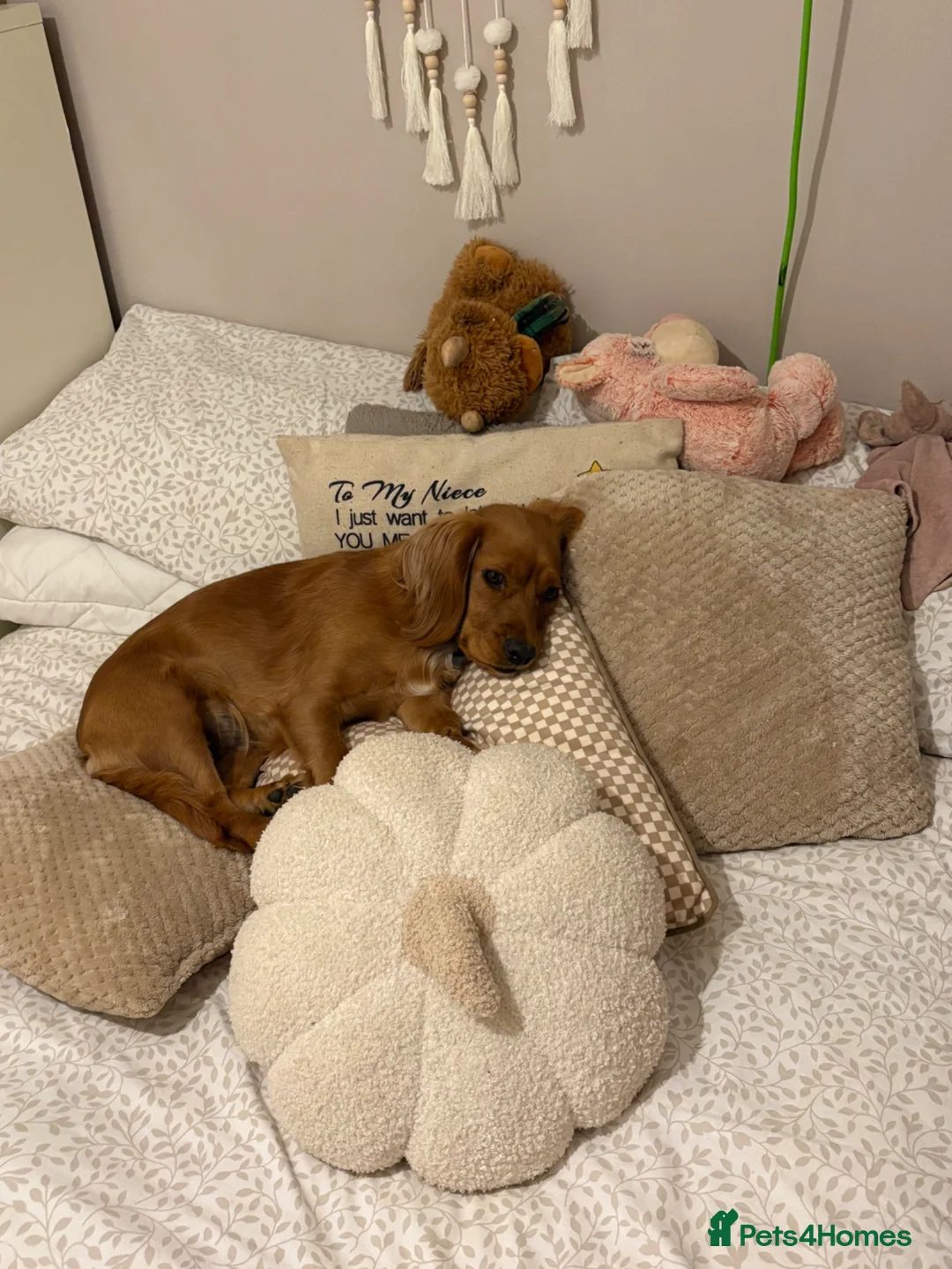Cockapoo dogs for sale: Gorgeous cockapoo girls - Advert 2