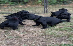 Cocker Spaniel dogs for sale: Cocker Spaniel Puppies looking for the best homes - Image 6