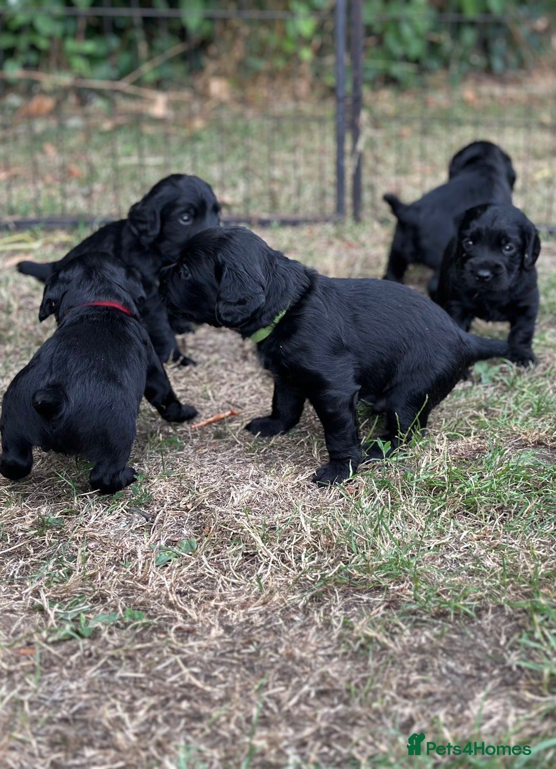 Cocker Spaniel dogs for sale: Cocker Spaniel Puppies looking for the best homes - Image 6