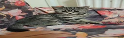British Shorthair cats for sale: Stunning BSH - Advert 9
