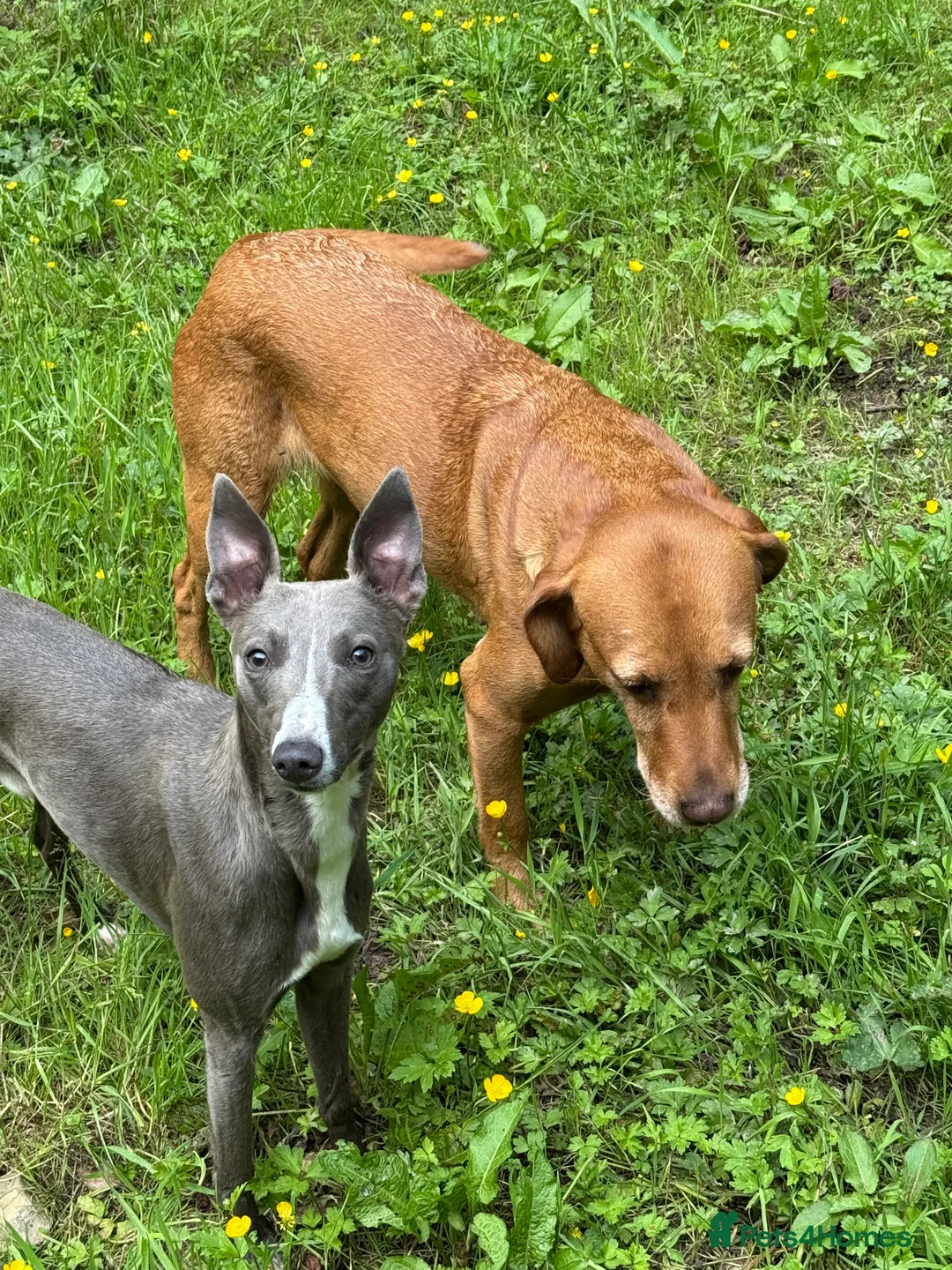 Whippet dogs for stud: KC Reg Blue Whippet Stud - Advert 1