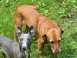 Whippet dogs KC Reg Blue Whippet Stud - Advert 1