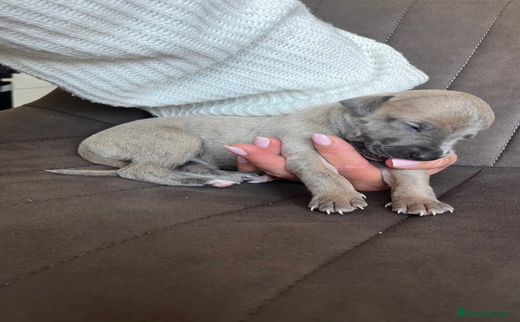 Whippet dogs - Advert 3
