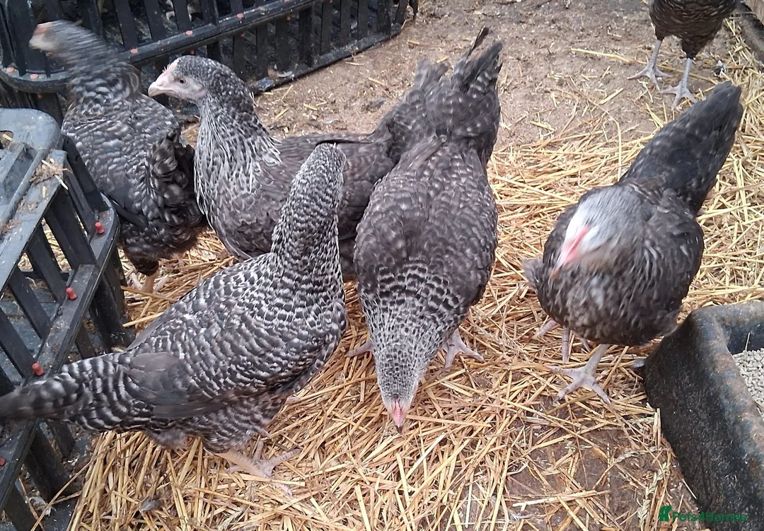 Chickens poultry for sale: Hybrid/Pure breed POL hens for sale! - Advert 4