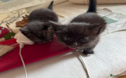 Mixed Breed cats for sale: 3 Black Kittens from White Birman Mother - Image 3