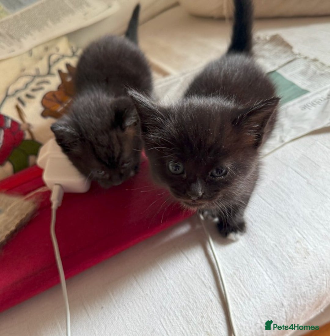 Mixed Breed cats for sale: 3 Black Kittens from White Birman Mother - Image 3