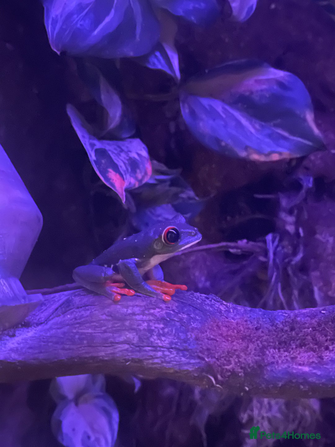 Frog reptiles for sale: Red Eye Tree Frog Trio - exchange for Day Gecko - Image 1