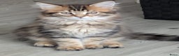 Maine Coon cats for sale: Stunning chocolate tabby kittens  - Advert 13
