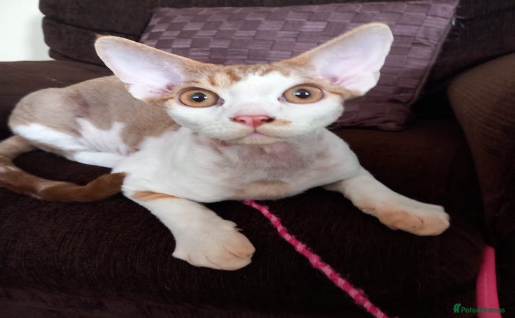 Devon Rex cats - Advert 3