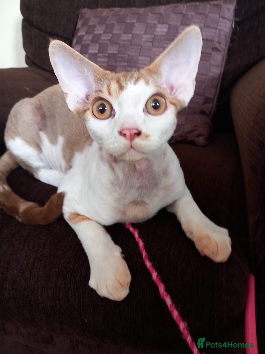 Devon Rex cats for sale: Adorable Devon Rex kittens for sale! - Image 1