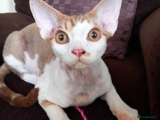 Devon Rex cats - Advert 3