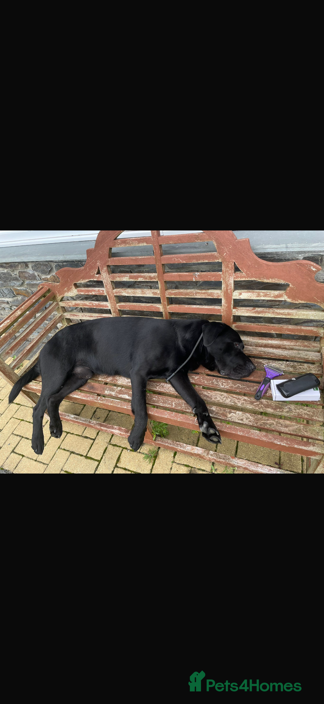 Labrador Retriever dogs for stud: Kenzduo Blackout (Tyson) - Advert 8