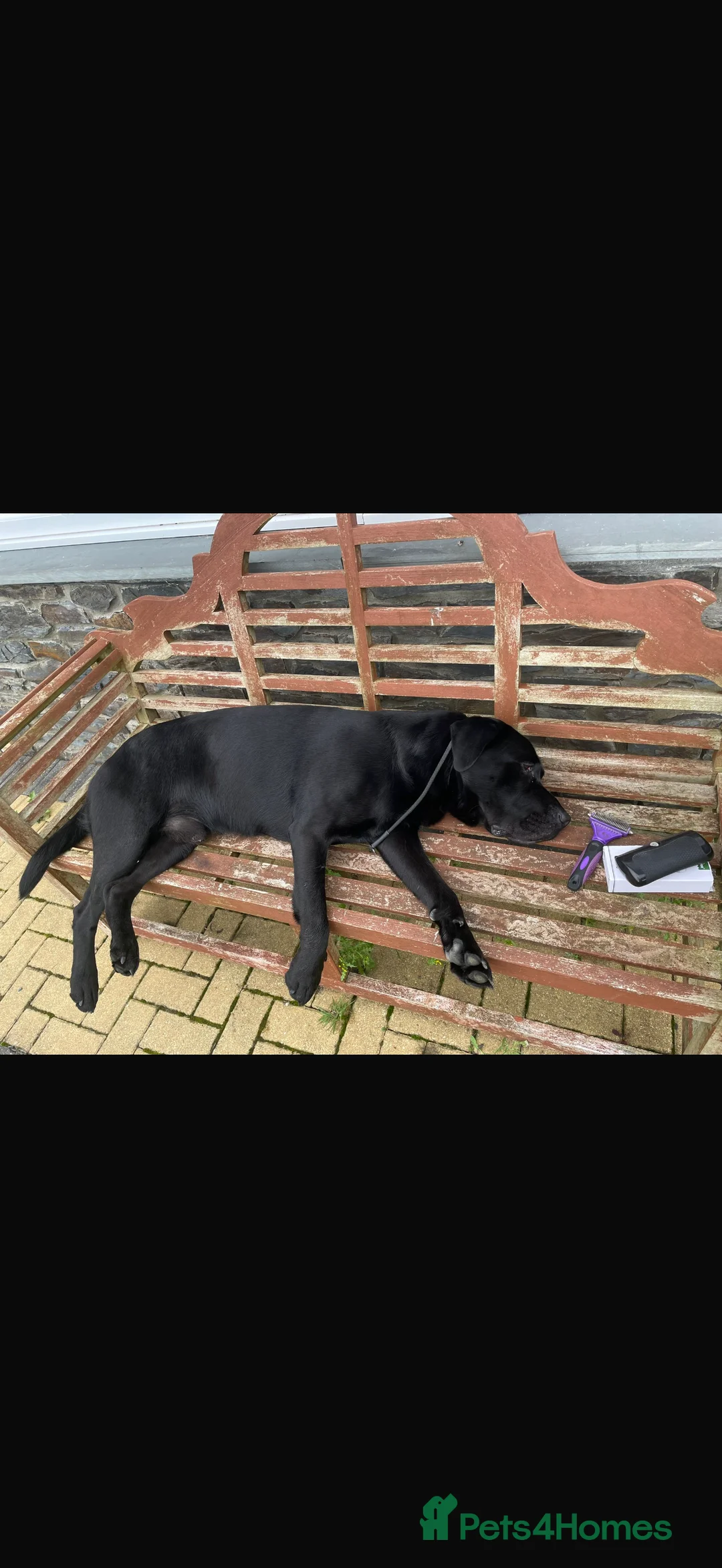 Labrador Retriever dogs for stud: Kenzduo Blackout (Tyson) - Advert 8