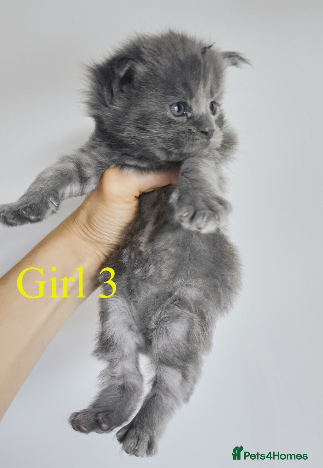 Maine Coon cats for sale: Blue Maine coon kittens - DNA health tested - Image 6