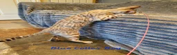 Bengal cats for sale: 🐆💕Very Beautiful Tica Registered Bengal Kittens. - Advert 6