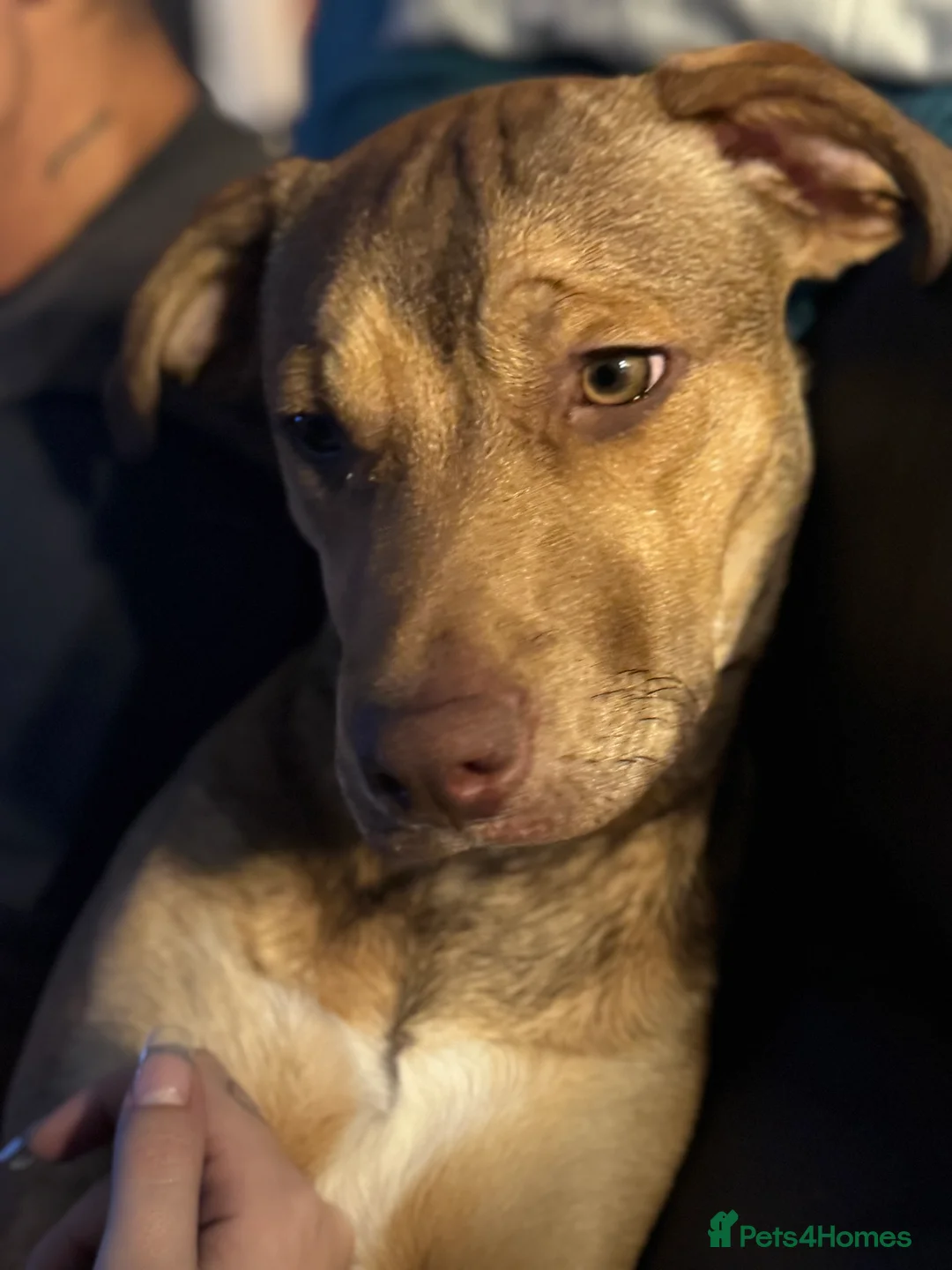 Mixed Breed dogs for sale: Japanese Akita X Staffy.  - Advert 2